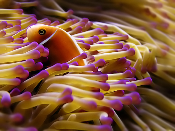 Daily Creative Inspiration #27