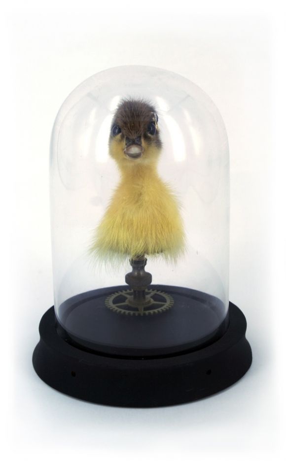 FixedDucklingHeadByLisaBlack1 ‘Fixed Duckling Head’ By Lisa Black