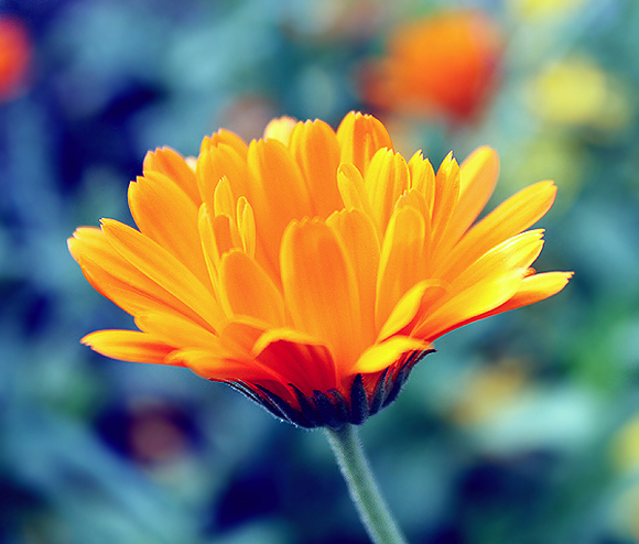  Flower close ups