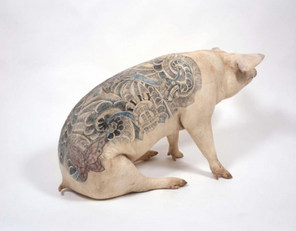 “Wim Delvoye has been tattooing pigs since the 1990s.