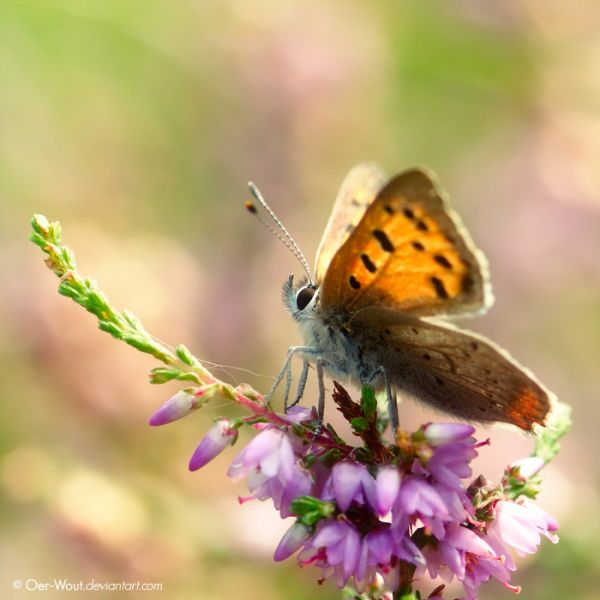 0e8c1a62b6787f7460afe6e9eb92ac8e pic on Design You Trust 0e8c1a62b6787f7460afe6e9eb92ac8e Stunning Oer Wout´s Macro Photography