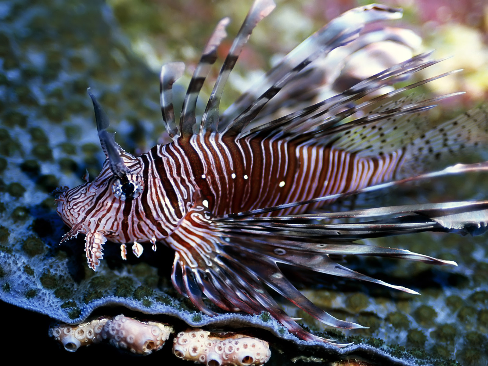 116rg9c 100 Underwater High Resolution Photographs