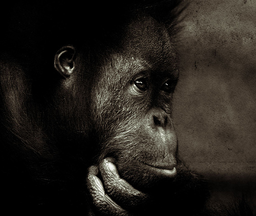 16 06 70+ incredible photos of animals