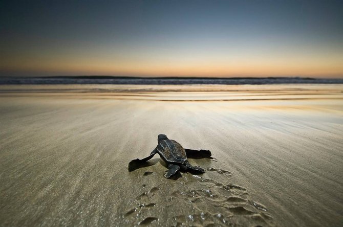 2 173 Natures Best Photography: 2010 Ocean Views
