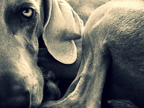 44 70+ incredible photos of animals