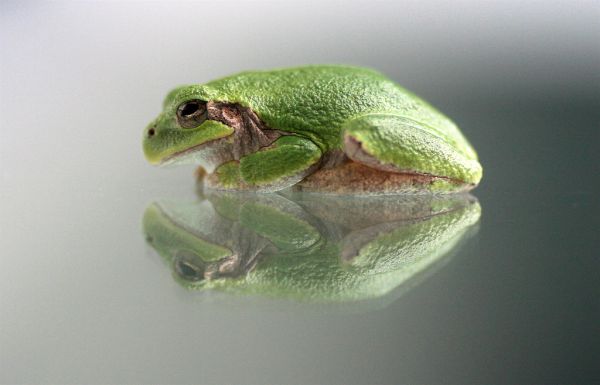 55 01 70+ incredible photos of animals