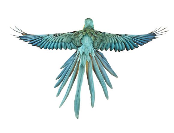 BIRD Bird by Andrew Zuckerman