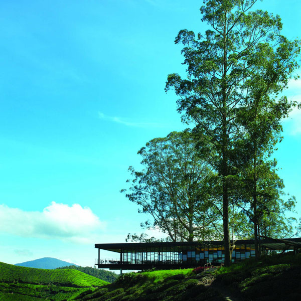 BohVisitor 145 Metre Long Path of Experience at BOH plantation