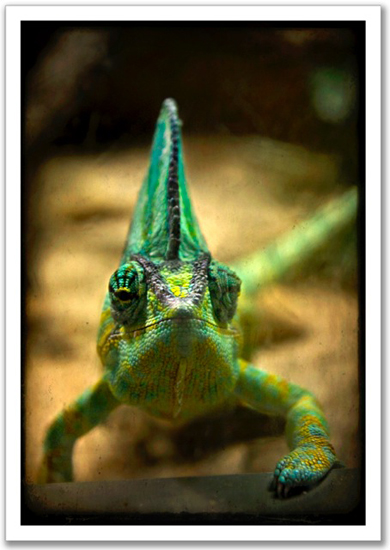 ChameleonDYT 03 Dont look in my eyes!!!