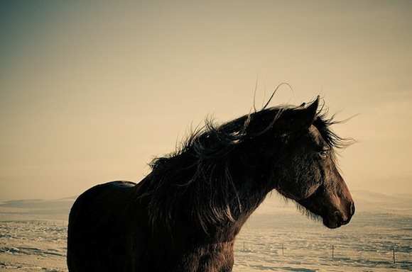 ChristopherWilson1 pic on Design You Trust ChristopherWilson1 American Cowboys Christopher Wilson