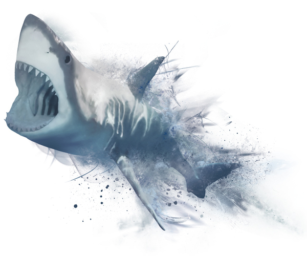 GreatWhiteShark 01 Variations of Flight