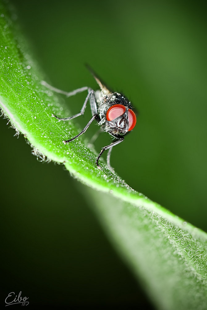 Macro Insect Photography by Ibrahim M. Al Sayed