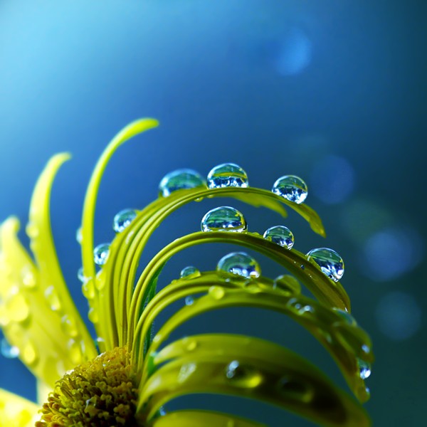 macro-photography-by-joakim-kraemer