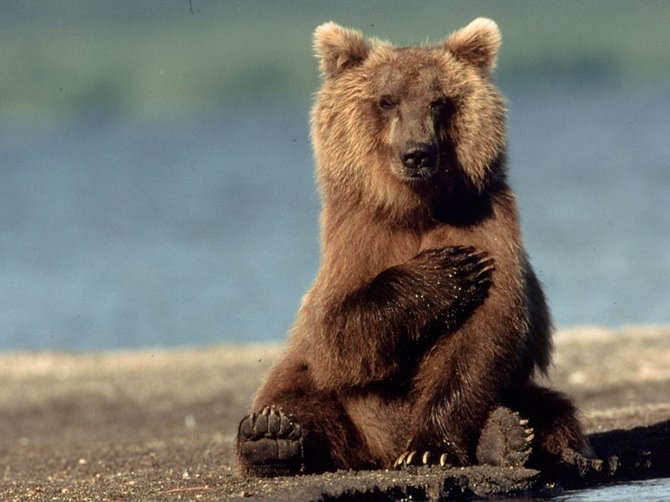 KlausNigge Wildlife Photography by Klaus Nigge