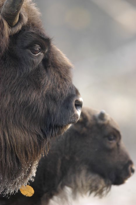 KlausNigge3 Wildlife Photography by Klaus Nigge