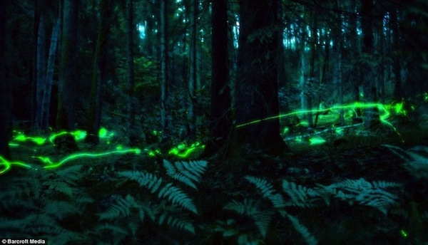 Magical Firefly Trails