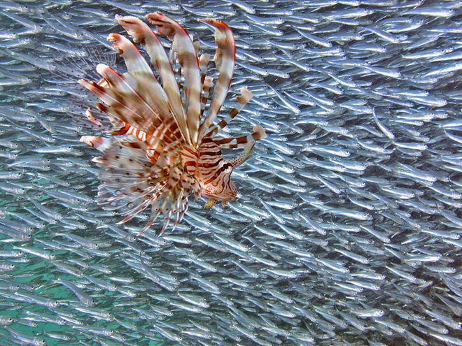 Lionfish Photography Of NGC For August 2010