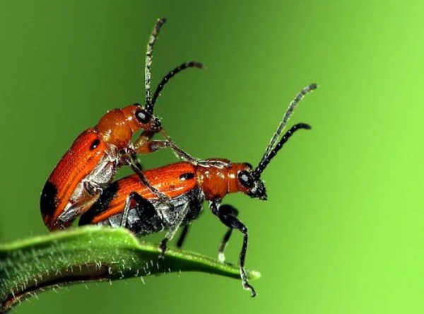 MacroXXXbyGustavoMacroPhotography Impressive examples of Macro Photography