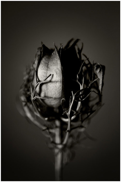 Still Life Photography by Malgorzata Krawczyk MalgorzataKrawczyk Still Life Photography by Malgorzata Krawczyk