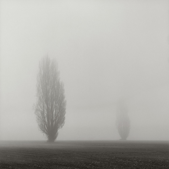 SMansfield Trees Scott Mansfield Black and White Landscapes