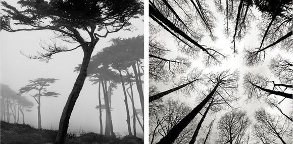 SMansfield Trees2 Scott Mansfield Black and White Landscapes