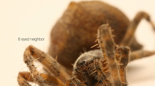 Schermata20100627a19.00.15 Macro Kingdom by clemento