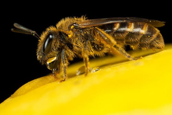 SmallBeeMacroPhotography Impressive examples of Macro Photography