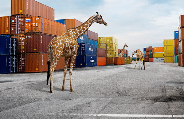 TheIsleofHumanbyJohanRosenmunthe5 When Animals Take Over: the Photography of Johan Rosenmunthe