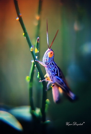 Macro Photography by Ugur Doyduk UgurDoyduk Macro Photography by Ugur Doyduk