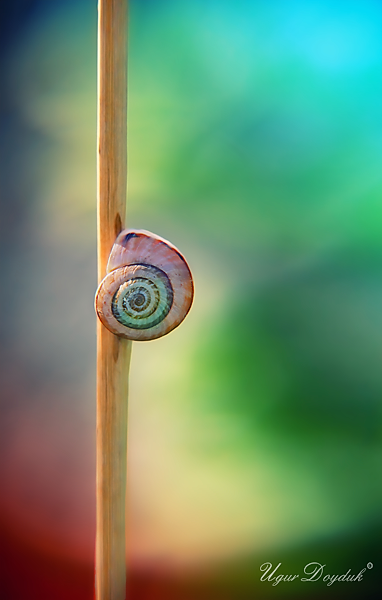 Macro Photography by Ugur Doyduk UgurDoyduk2 Macro Photography by Ugur Doyduk