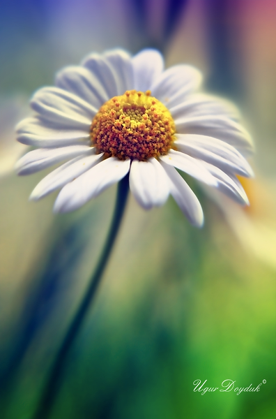 Macro Photography by Ugur Doyduk UgurDoyduk3 Macro Photography by Ugur Doyduk