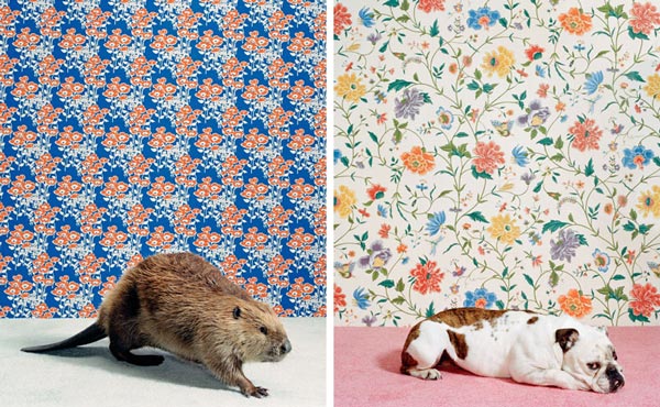 animalprints1 pic on Design You Trust animalprints1 Creative Animal Prints by Photographer Catherine Ledner