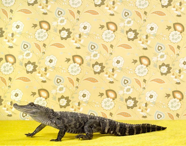 animalprints2 pic on Design You Trust animalprints2 Creative Animal Prints by Photographer Catherine Ledner