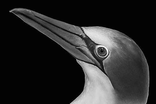 bir01 pic on Design You Trust bir01 Birds Photography Showcase