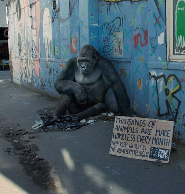 bornfreeanimals pic on Design You Trust bornfreeanimals Born Free Foundation has launched a new campaign with homeless animals