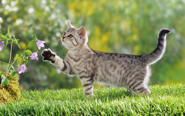 british shorthair kitten pic on Design You Trust british shorthair kitten A great day for freedom