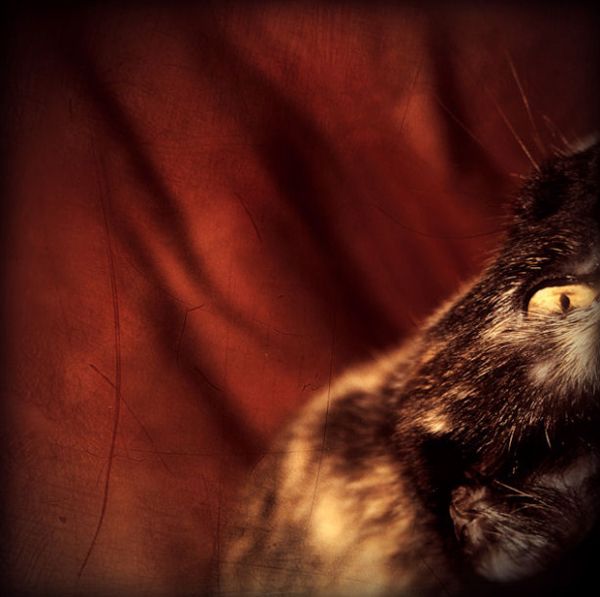chat2 30 excellent photographs of our friends cats