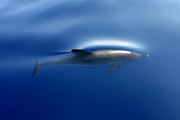 dolphindut 20 Nature Photographs to Inspire Appreciation for the Earth