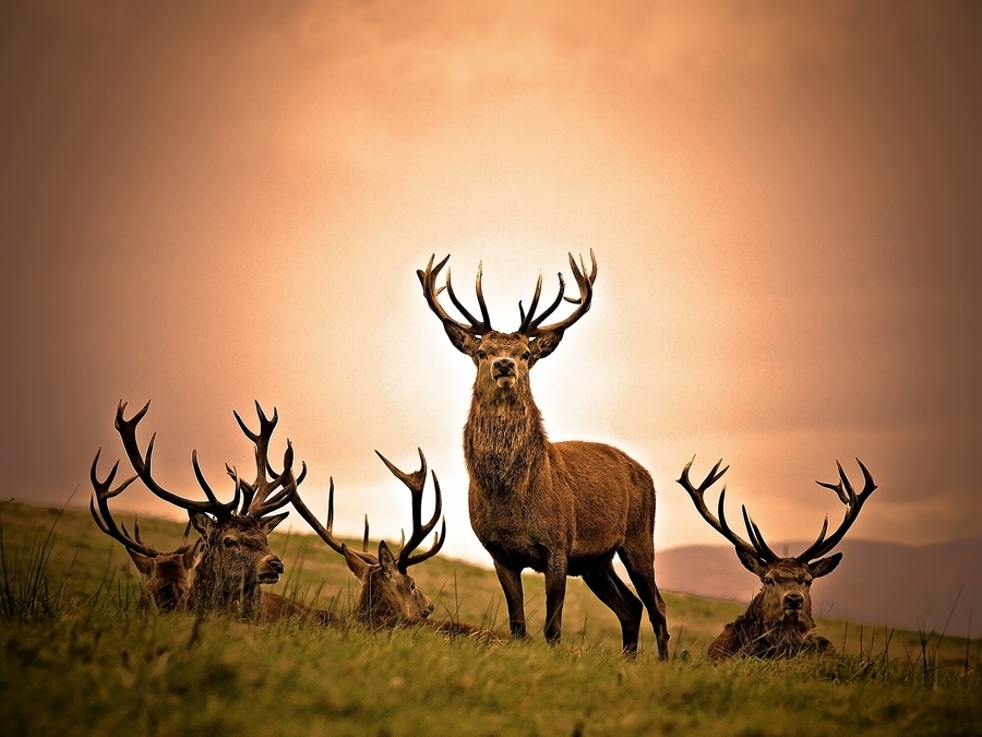 ee629402d04129a727ba7ede097d0b12 pic on Design You Trust ee629402d04129a727ba7ede097d0b12 30 Beautiful Animals Photography