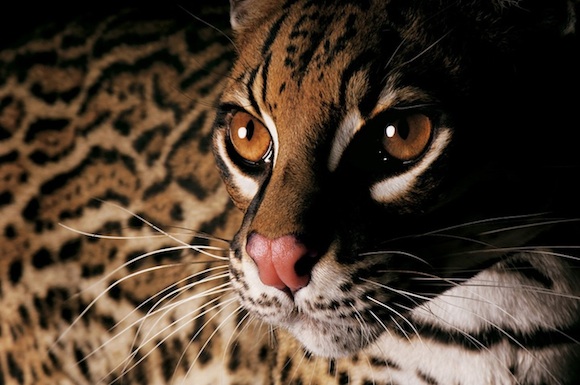 tiger look