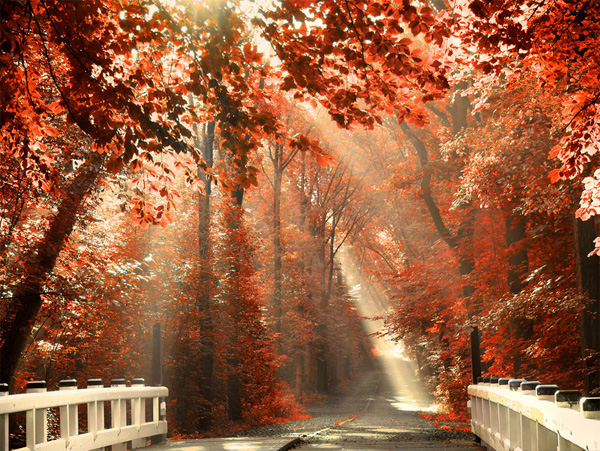 etp12 pic on Design You Trust etp12 Wonders of Nature: Enchanted Pathways