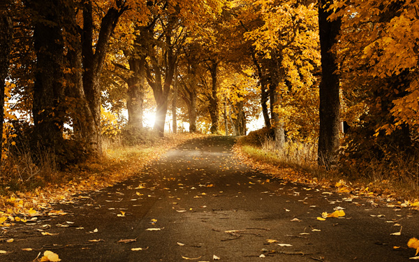 etp8 pic on Design You Trust etp8 Wonders of Nature: Enchanted Pathways