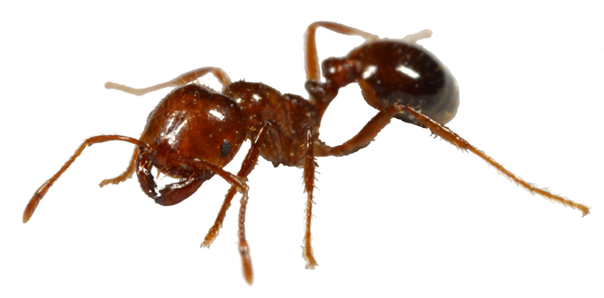 pic on Design You Trust antvertising: ants protest march
