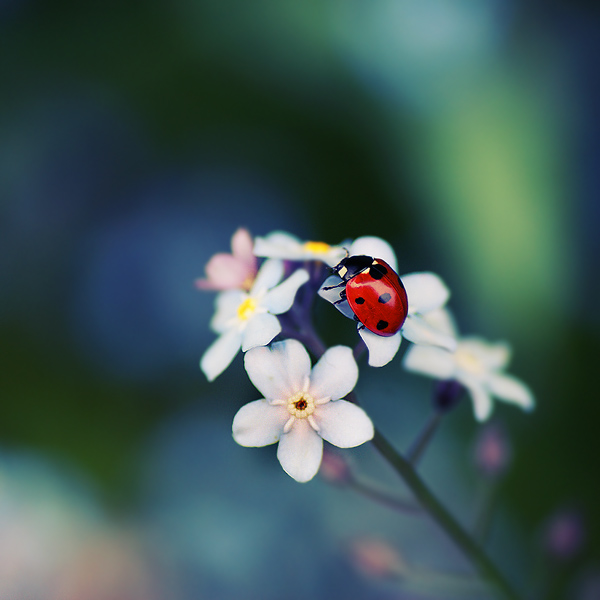 go higher don t give up by Megson pic on Design You Trust go higher don t give up by Megson Wonderful Macro Photography by Magda K.