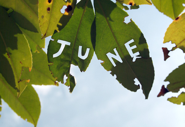 june green leavesonsky Fast Company June Issue