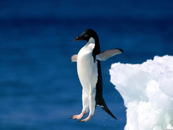 leap of faith penguin pic on Design You Trust leap of faith penguin A great day for freedom