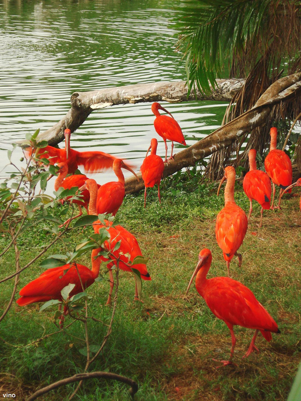 mangrove of herons in amazon 3