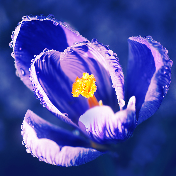 ocean by Megson pic on Design You Trust ocean by Megson Wonderful Macro Photography by Magda K.