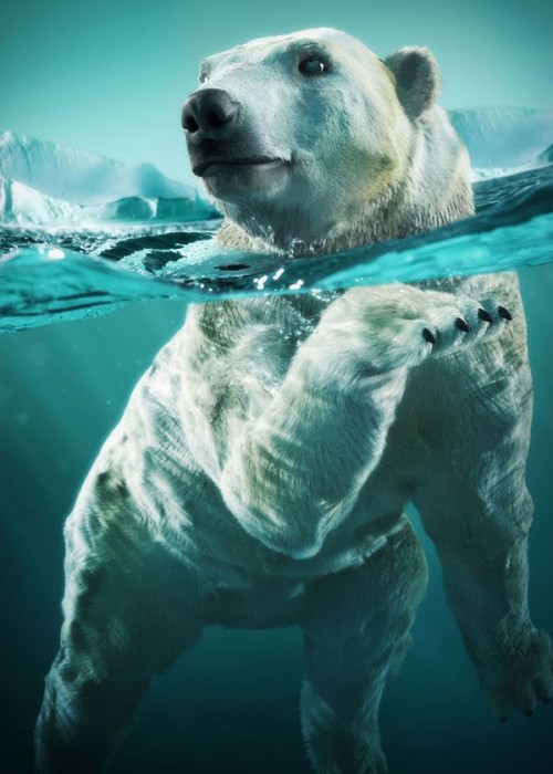 25 Incredible and Lifelike CG Animals polar500x700 25 Incredible and Lifelike CG Animals