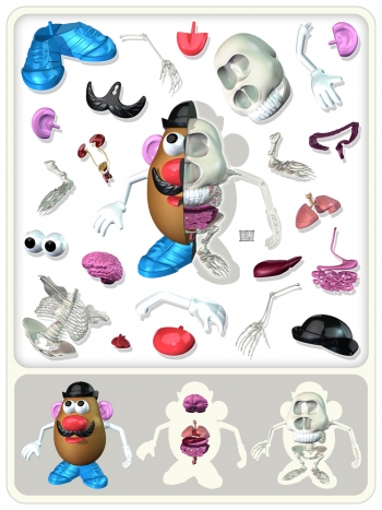 potatoanatomy pic on Design You Trust potatoanatomy Potato Head Anatomy Print